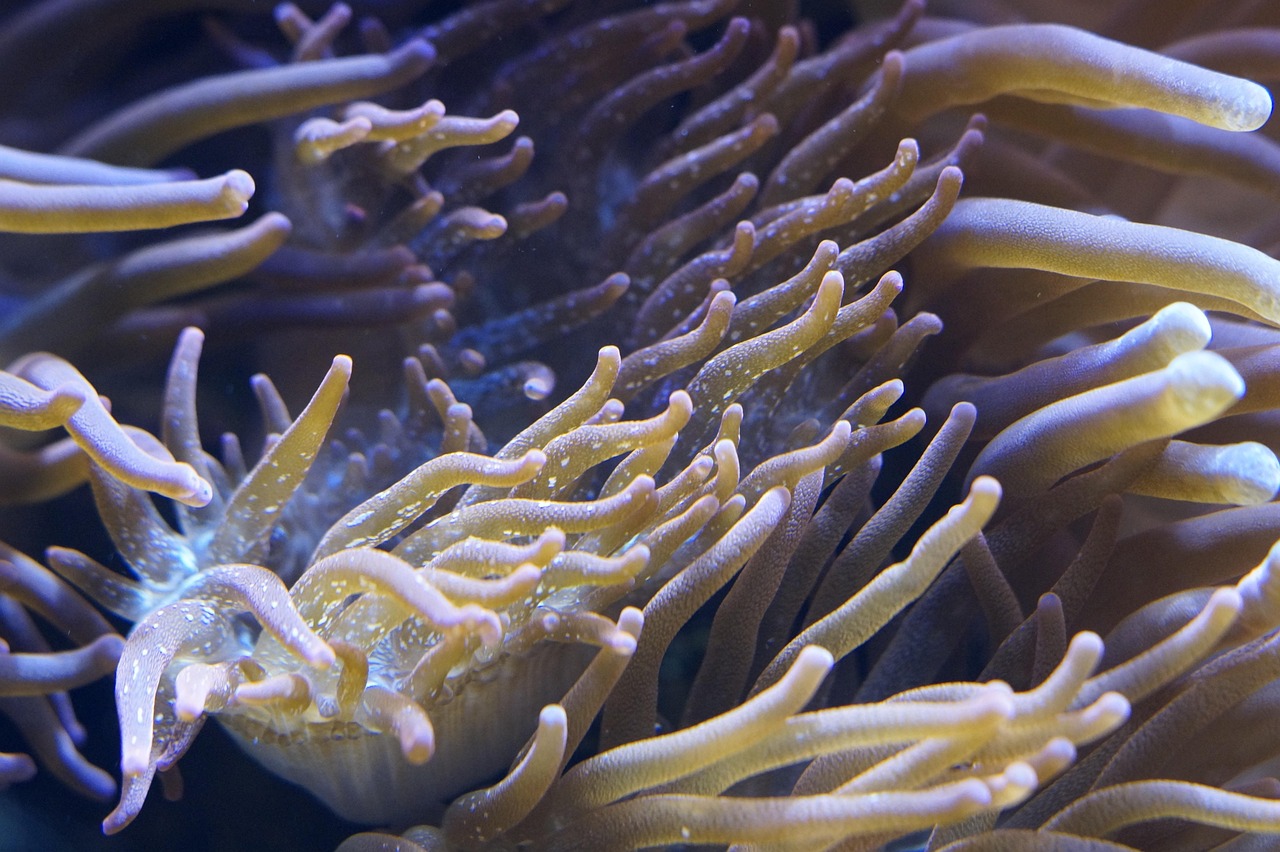 zawilce, ukwiały morskie, podwodny świat, akwarium, morze, kreatura, podwodny, woda, stworzenia morskie, kwiat zwierzę, struktura, egzotyczny, ocean, zwierzę morskie, natura, morskie życie, mięczak, podwodne zwierzę, macki