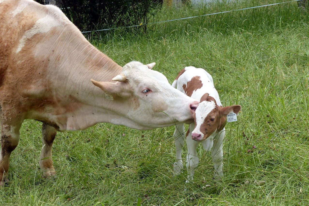 vițel, vacă, vită, vitele simmental, agricultură, animal de ferma, bovine, mama vaca, pui, drăguţ, carne de vită