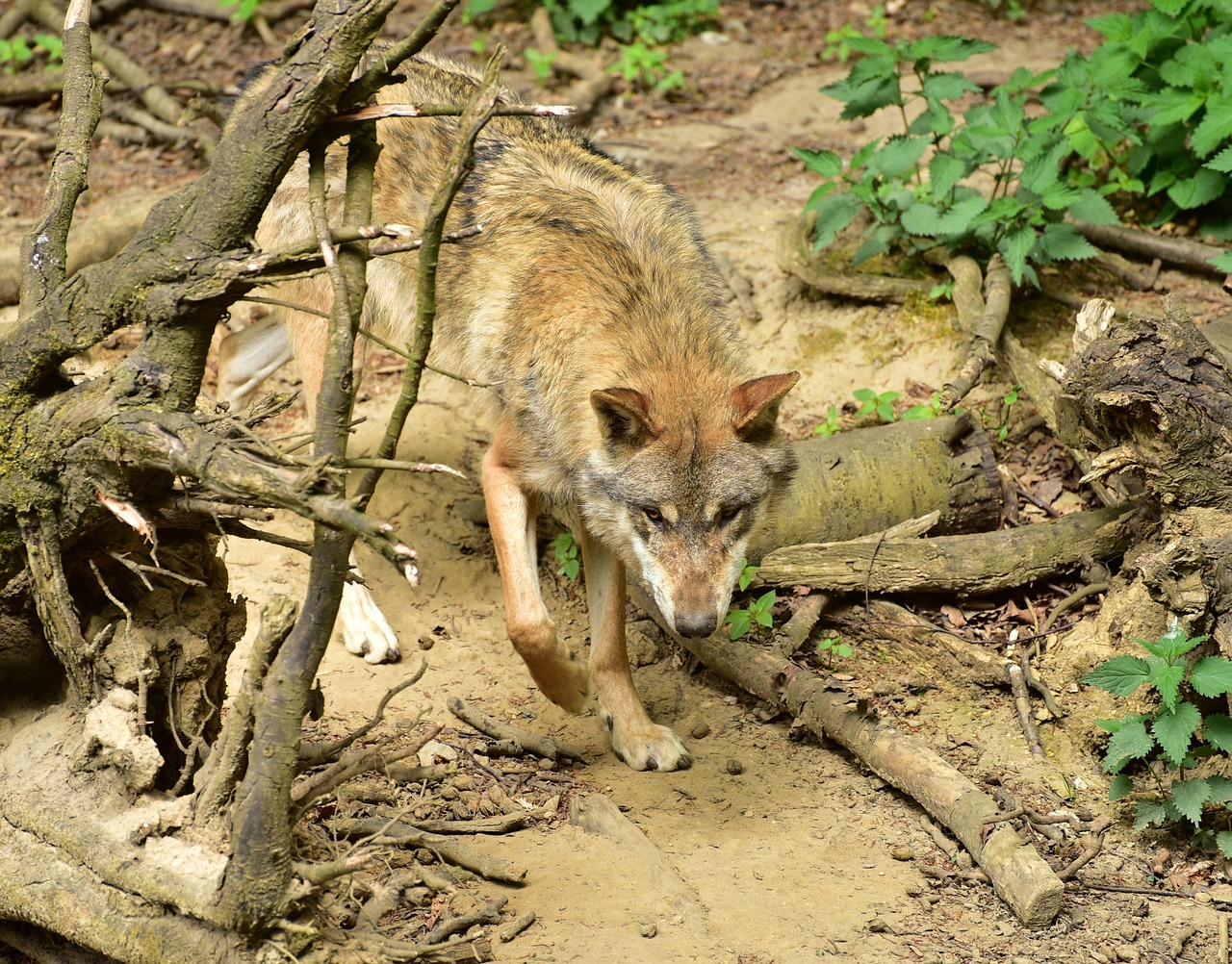 wolf, animal, canis lupus, predator, hunter, attentive, nature, hundeartig, mammal, wild animal, enclosure, zoo, deer park, furry