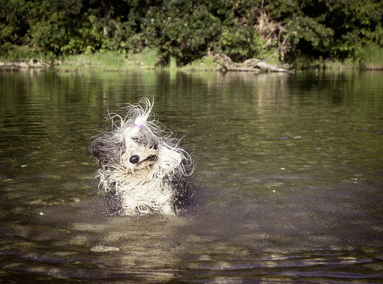 the dog, funny, wet, take a bath, a river, fun