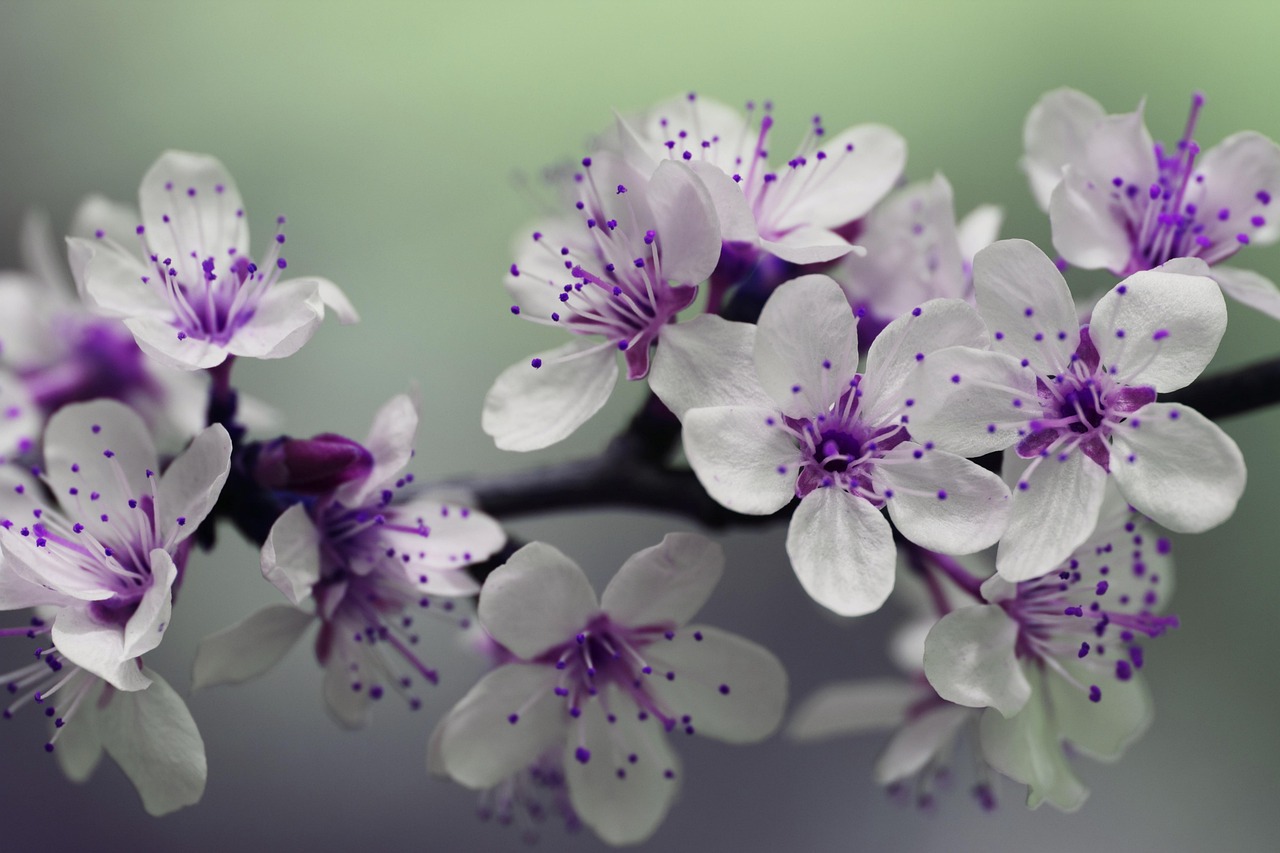 lilane blumen, schöne blumen, blüte, lila blüten, stempel, blütenblätter, blumen, blumentapete, blühende pflanze, frühlingsblumen, feder, blumen hintergrund, natur, pflanze, botanik, zweig, natürlich