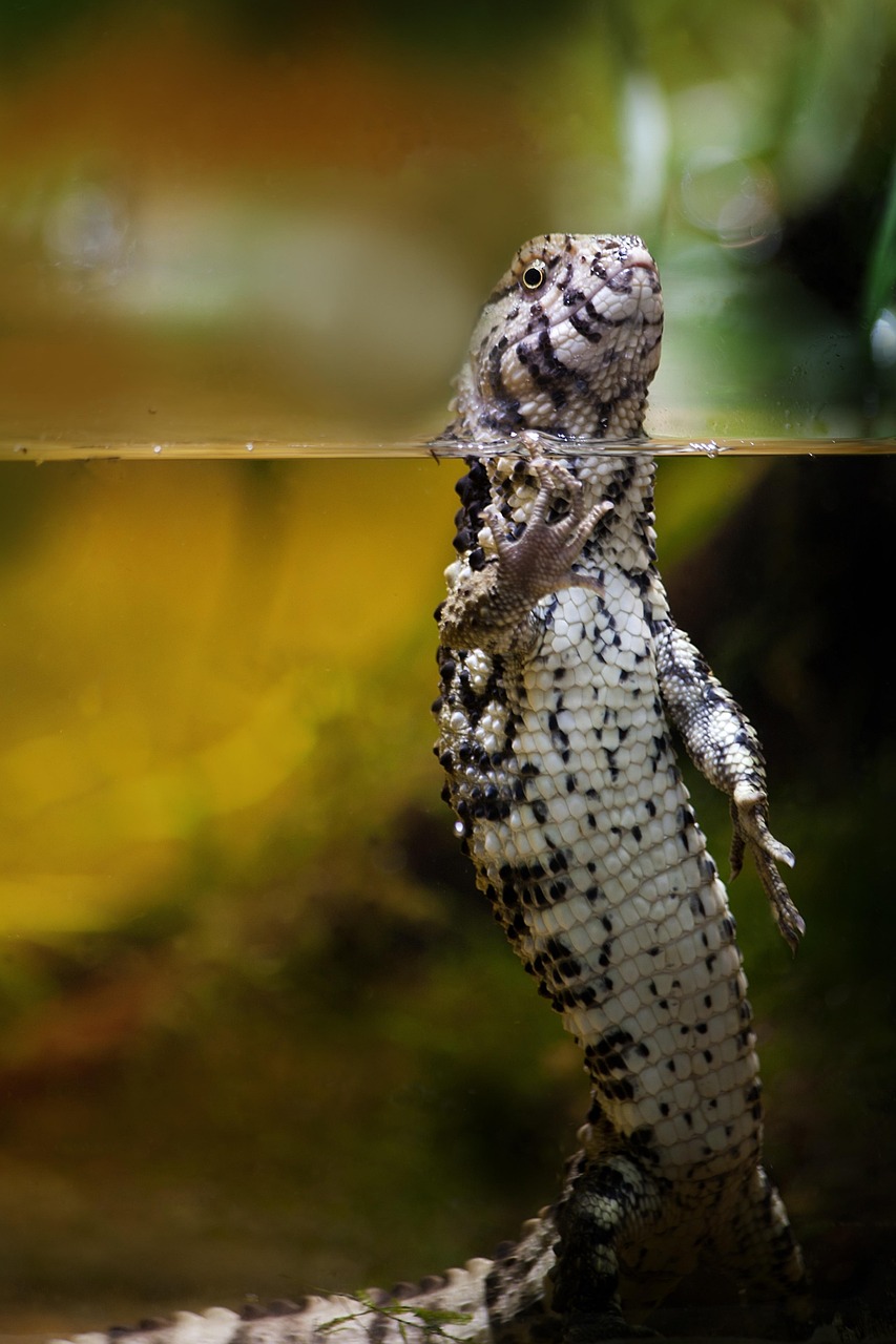 gecko, eläin, vettä, liskot, olento, matelija, luonto, villieläimet, matelijat, sulkea, hauskaa, vedenalainen