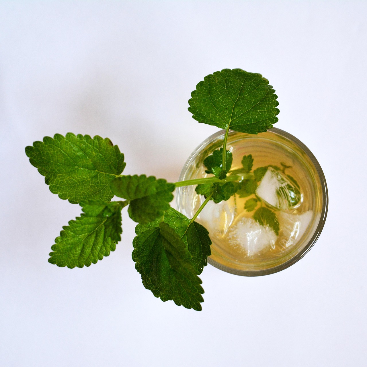 eistee, melisse officinalis, zitronenmelisse, balsam, trinken, die gesundheit, kraut, kräuter, tee, eistee, eistee, eistee, eistee, eistee, zitronenmelisse, balsam, balsam, balsam, kräuter, kräuter, kräuter