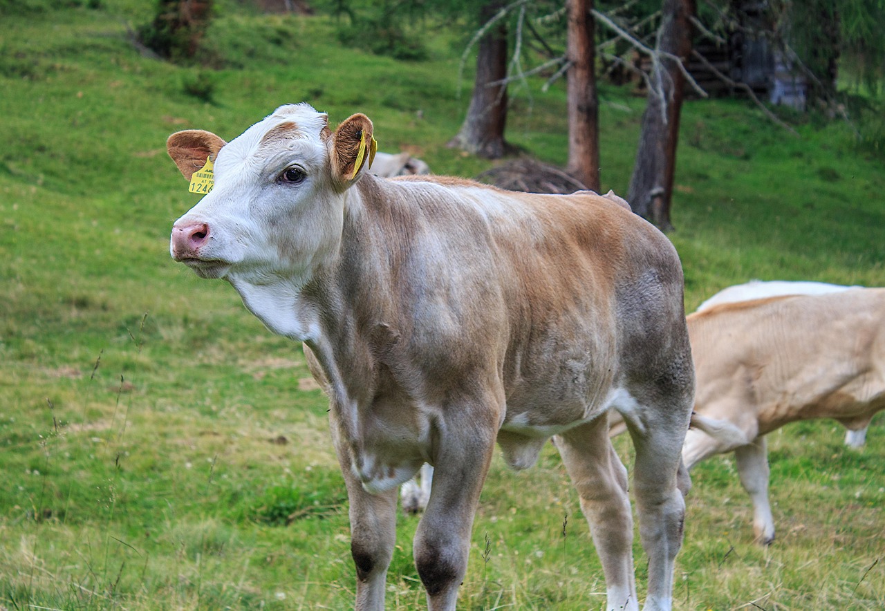 vițel, vacă, vită, agricultură, vaci, păşune, bovine, animal de ferma, luncă, animal, natură, pui, vaci de lapte, bovin, alm, austria, alpi, rumegătoare, ierbivore, lapte de vaca