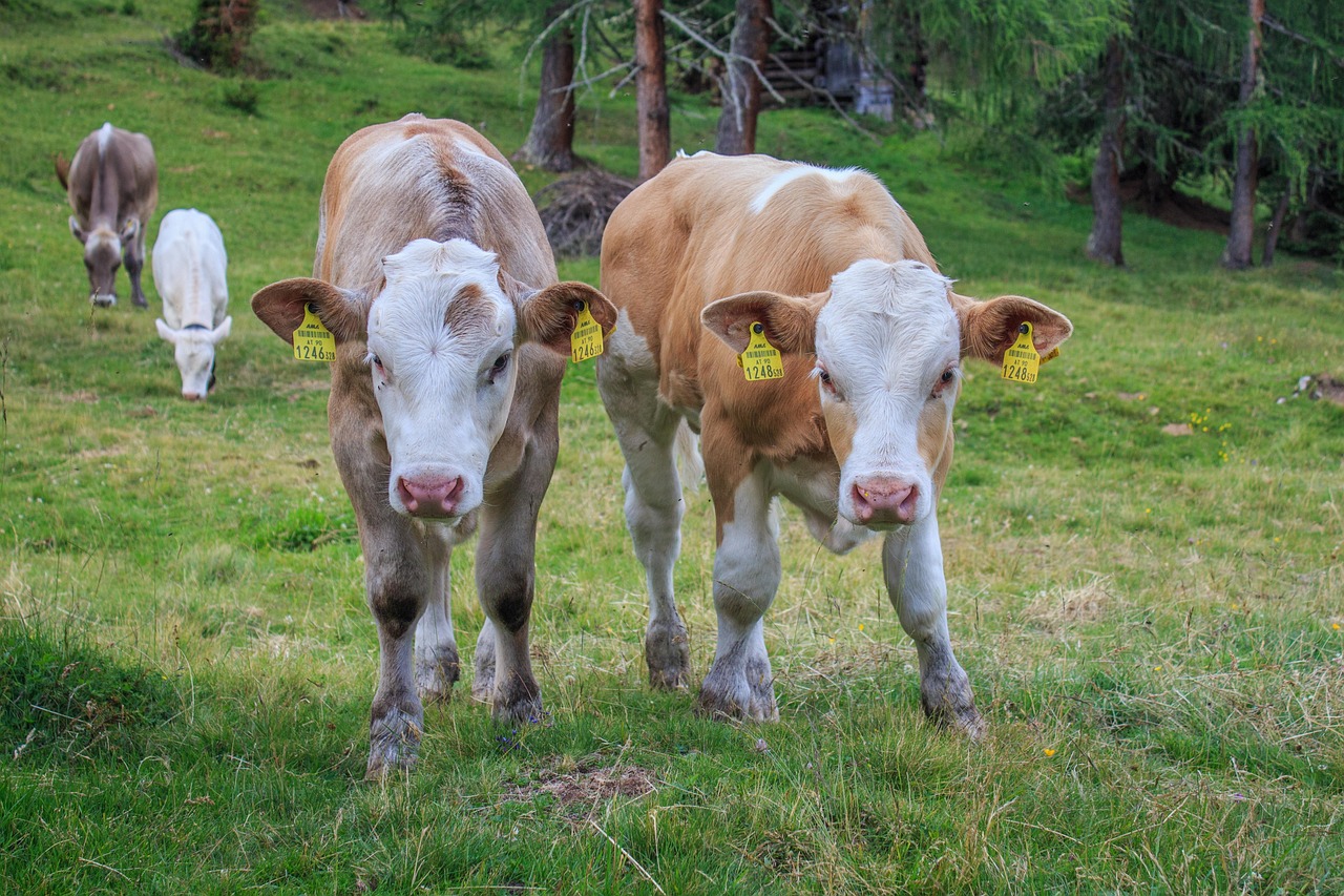 vițel, viței, drăguţ, animal, natură, pui, agricultură, animal de ferma, vacă, bovine, curtea fermei, vaci, luncă, vaci de lapte, iarbă, a sta, păşune, mamifer, băiat