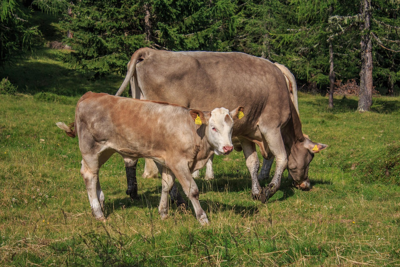 vițel, vaci vite, alm, luncă, vită, agricultură, animal de ferma, bovin, bovine, vaci, păşune, animale, pui, lapte de vaca, rumegătoare, vacă, natură, turma