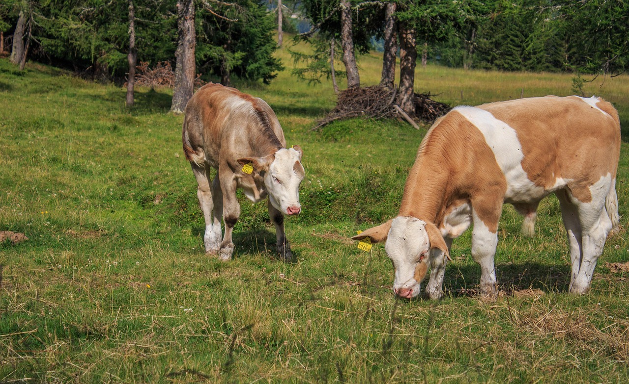 viței, vițel, bovin, vită, drăguţ, animal, natură, pui, agricultură, animal de ferma, vaci, bovine, luncă, vaci de lapte, iarbă, păşune, alm, alpi, vacă, austria, carintia, lesachtal