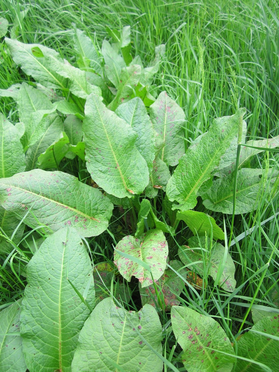 rumex tępylistny, dok szerokolistny, gorzki dok, dok bluntleaf, liść doku, masło dok, flora, botanika, roślin, gatunek