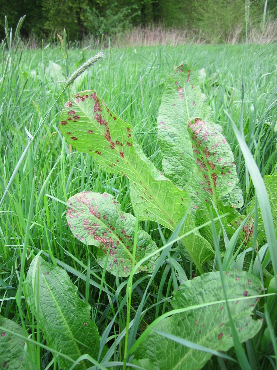 rumex tępylistny, dok szerokolistny, gorzki dok, dok bluntleaf, liść doku, masło dok, flora, botanika, roślin, gatunek, natura