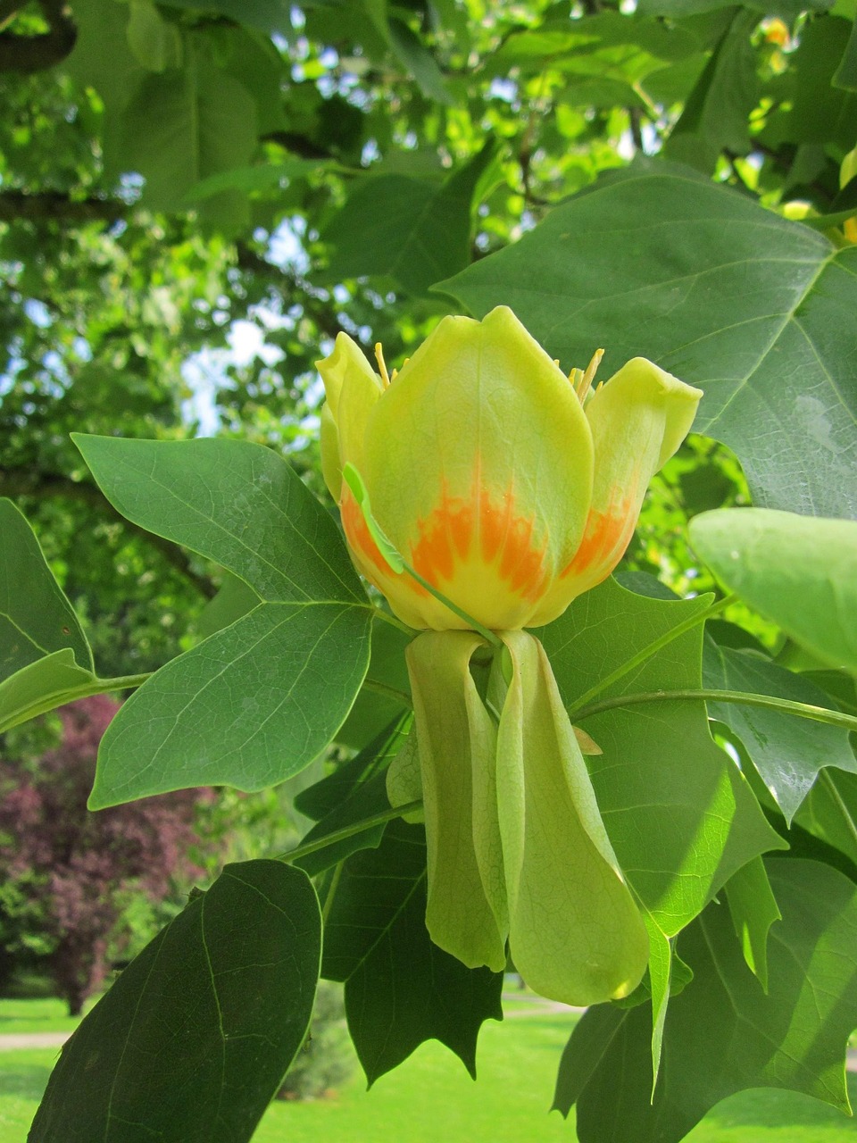 liriodendron tulipifera, tulpenbaum, amerikanischer tulpenbaum, tulpe pappel, weißes holz, geigenbaum, gelbe pappel, baum, flora, botanik, pflanze, natur, spezies