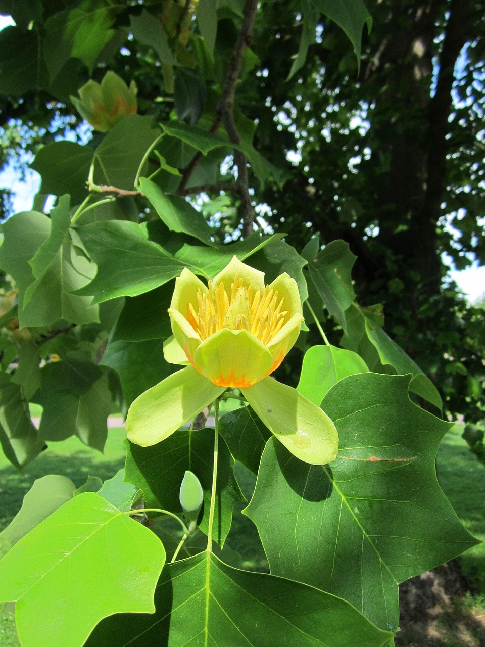 liriodendron tulipifera, natur, tulpenbaum, amerikanischer tulpenbaum, tulpe pappel, weißes holz, geigenbaum, gelbe pappel, baum, flora, botanik, pflanze, spezies