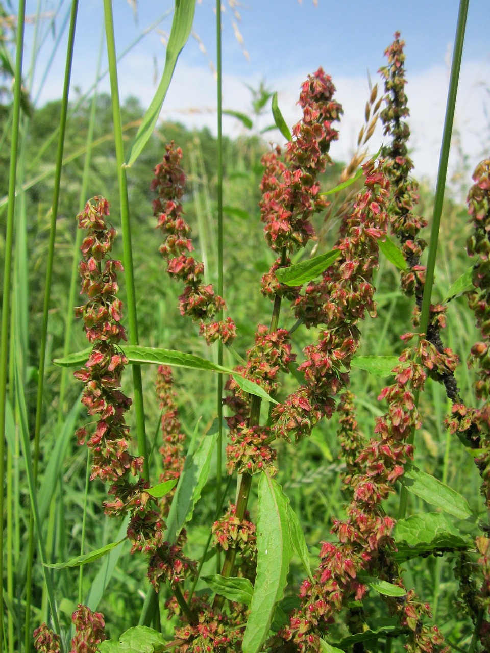 rumex tępylistny, dok szerokolistny, gorzki dok, dok bluntleaf, liść doku, masło dok, dziki kwiat, kwiatostan, flora, botanika, roślin, gatunek