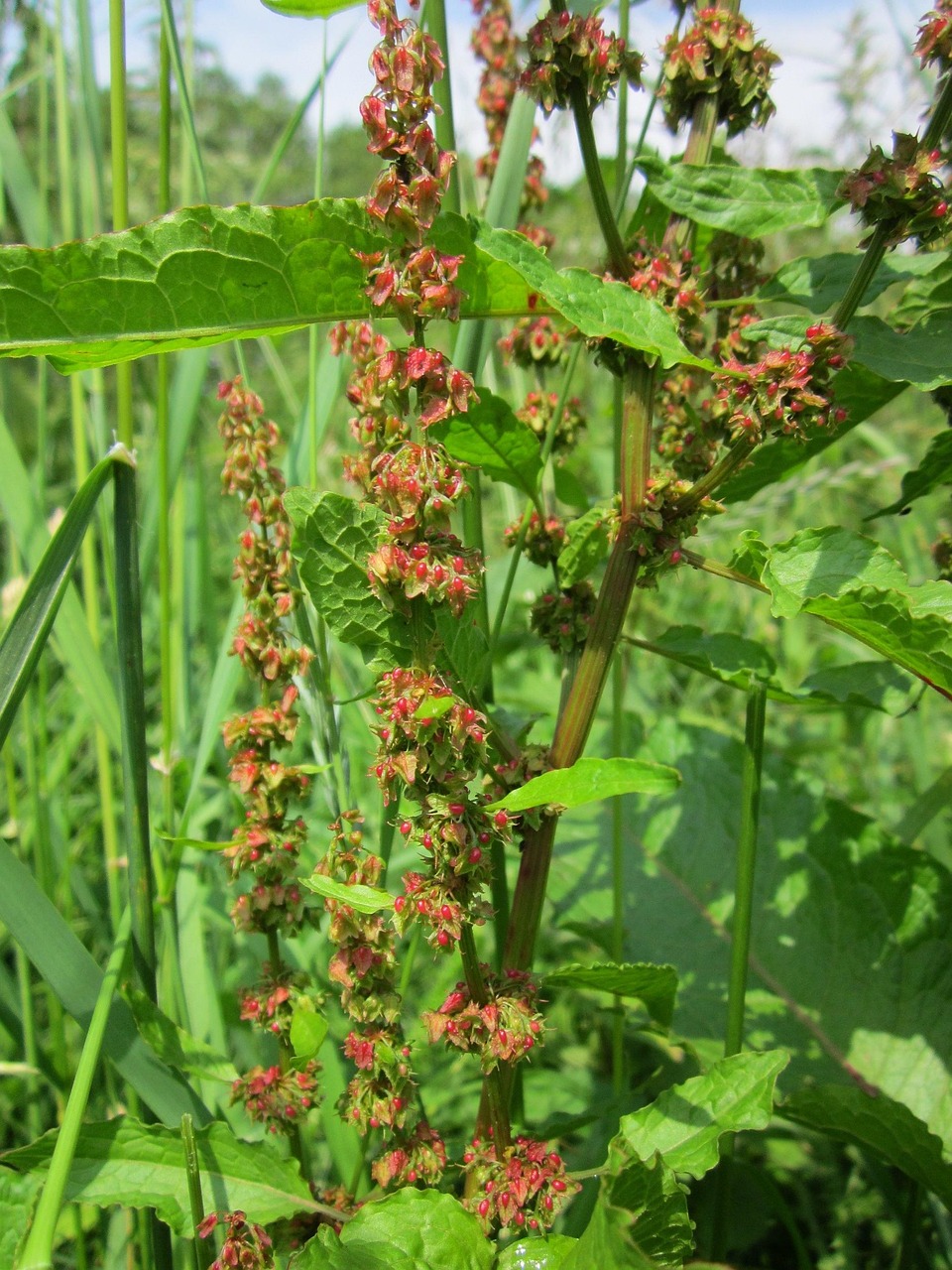 rumex tępylistny, dok szerokolistny, gorzki dok, dok bluntleaf, liść doku, masło dok, dziki kwiat, kwiatostan, flora, botanika, roślin, gatunek
