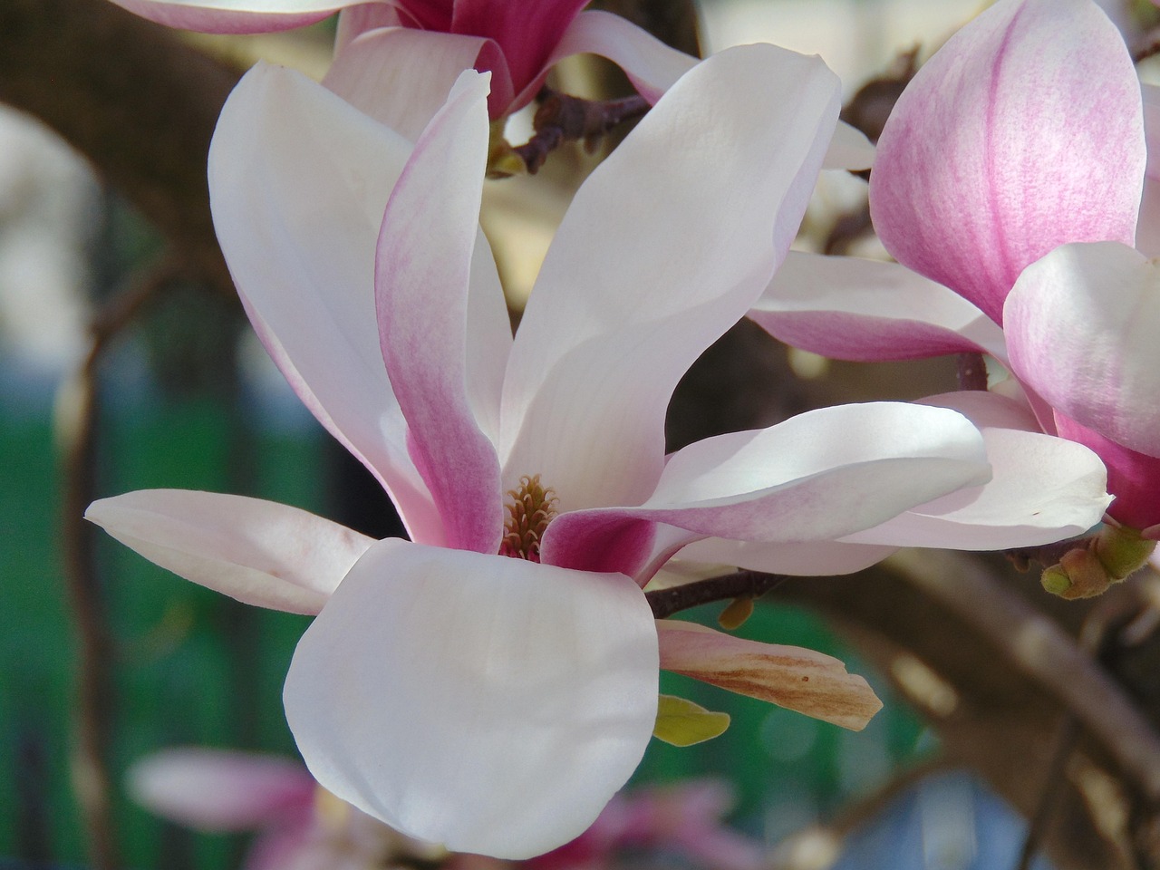 magnolia blumen, schöne blumen, natur, blumen hintergrund, blume, blumentapete, tulpenbaum