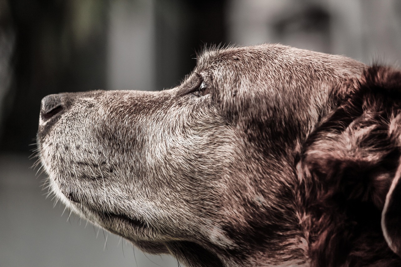 dog, hybrid, crete, domestic animal, pet, animal, mammal, old dog, snout, dog snout, brown, friend, comrade, view, fur, dreamer, fellow, vigilant, nature, gift