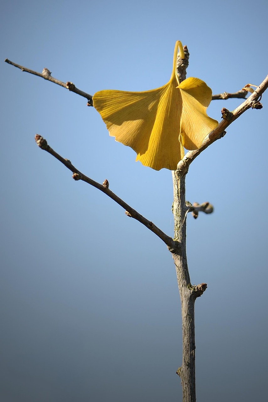 welkes blatt, herbst, gelbes blatt, verwelkt, welk, welkes laub, ginkgoblatt, ginkgo, ginko