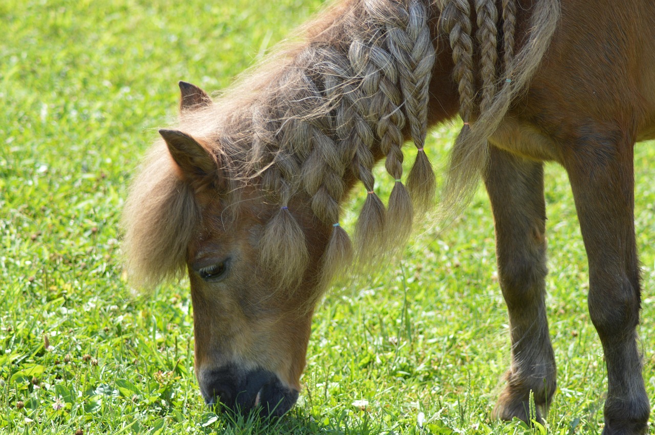 shetland, pony, shetland pony, shetland pony, shetland pony, shetland pony, shetland pony, shetland pony