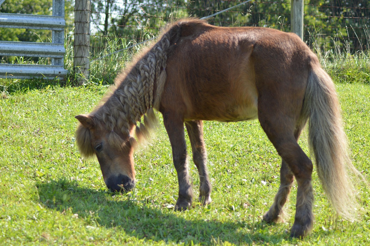 pony, shetland, shetland pony