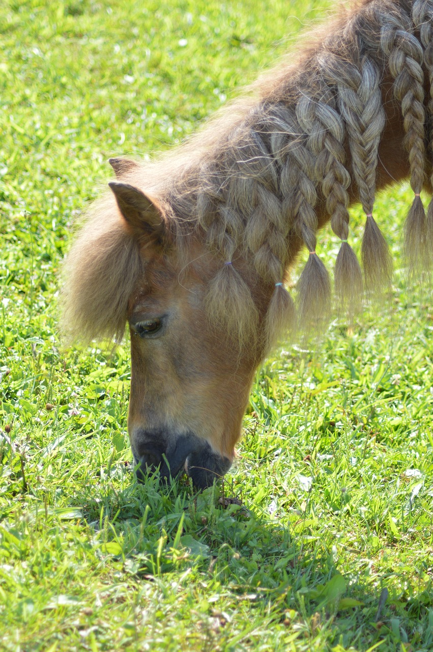 pony, shetland, shetland pony