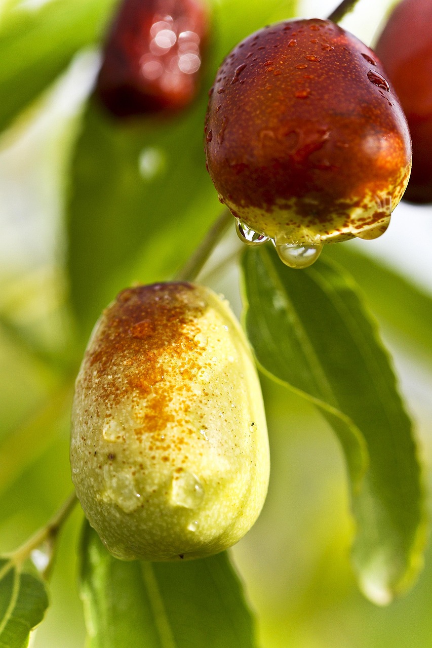 rote datteln, lebensmittel, grünes datum