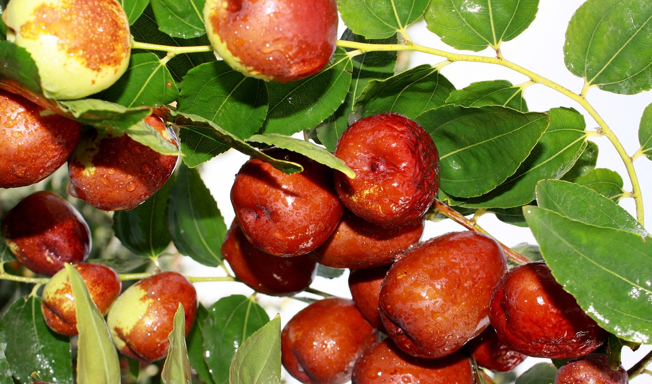 rote datteln, lebensmittel, grünes datum