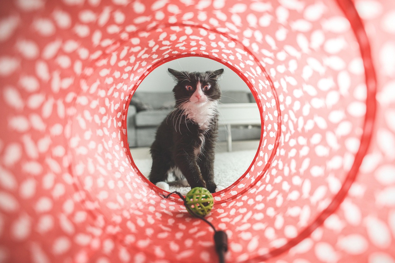 cat, play, toy, tunnel, nature, cute, domestic, animal, pet, furry, feline, domestic cat, cat portrait