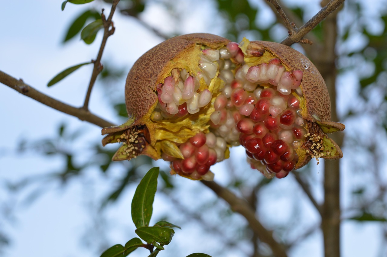 grenade, fruit, puglia, nature, agriculture, cultiver, nourriture saine, collations, arbre, fruits mûrs, produit écologique