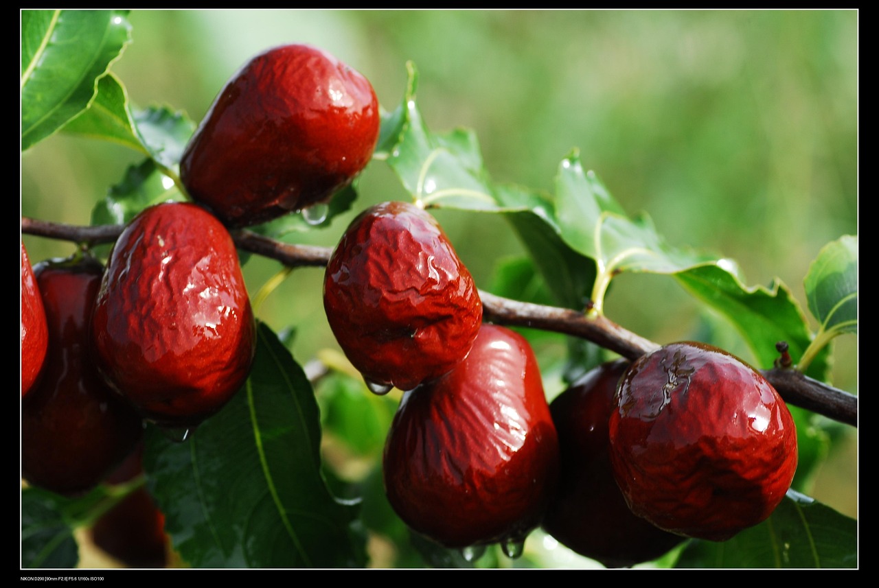 rote datteln, große rote datteln, xinjiang jujube, lebensmittel