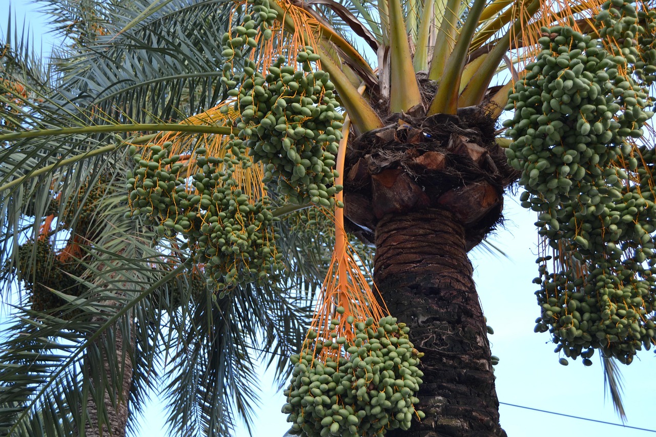 palme, früchte, pflanze, datteln, frucht, natur, baum, datteln, datteln, datteln, datteln, datteln