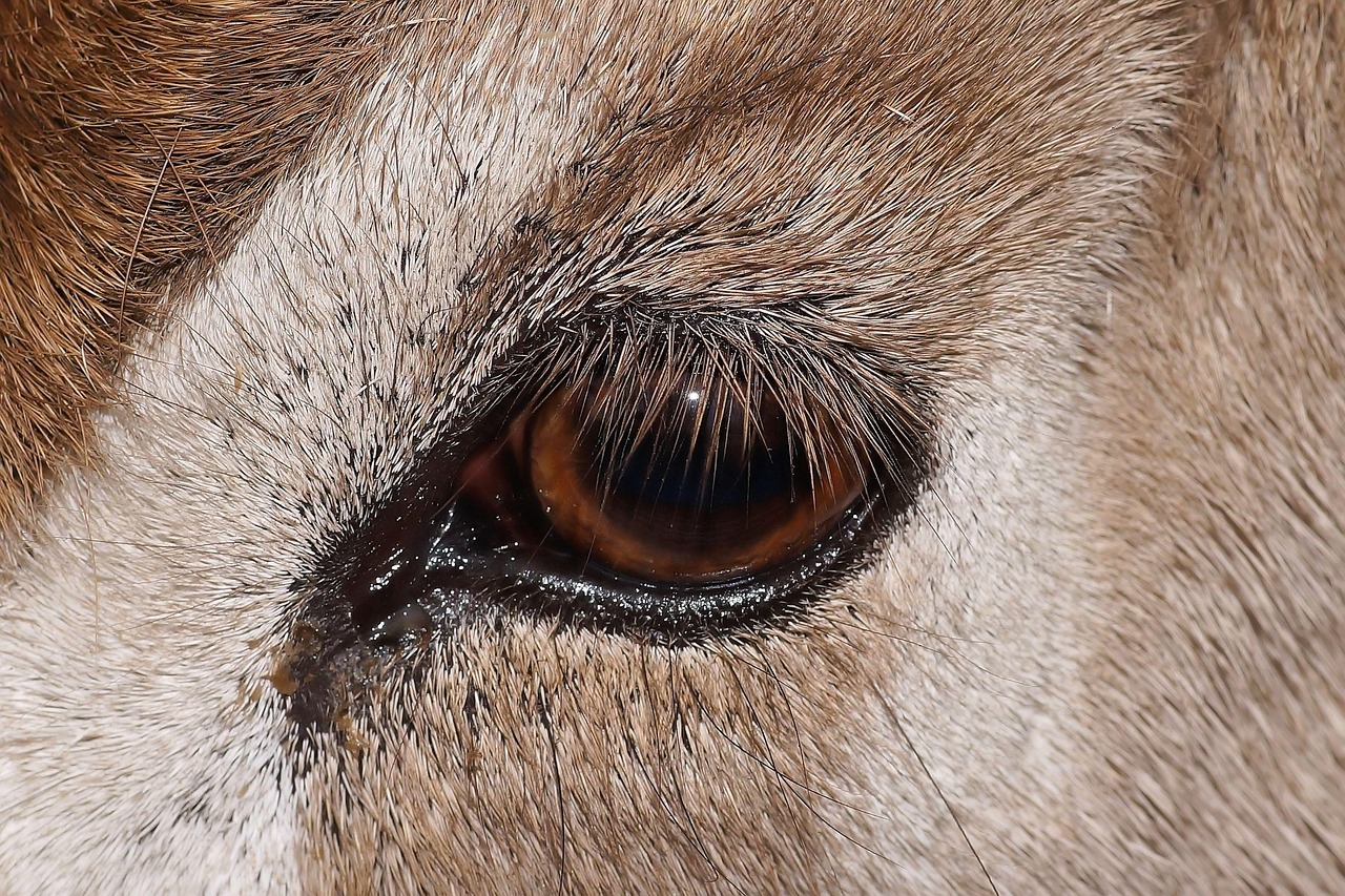 animal, eye, mendes antelope, close up, nature, animal eye, gentle, eyelashes, vigilant, watch, mendes antelope, mendes antelope, mendes antelope, mendes antelope, mendes antelope