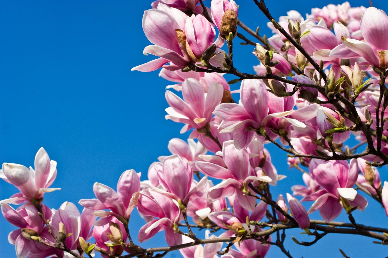 tulpenbaum, baum, magnoliengewächs, blüte, natur, knospe, lila, baumart