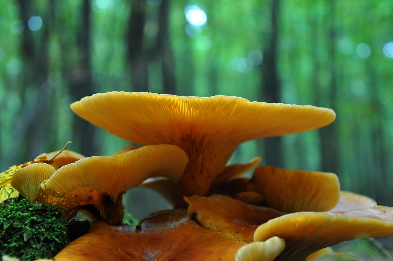 pilz, wald, natur, herbst, gelbe pilze