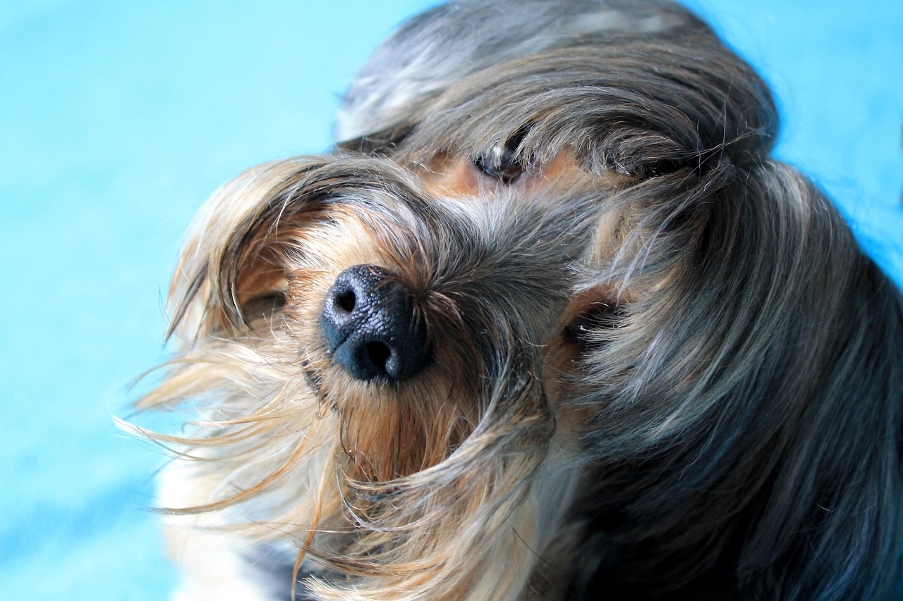 york shire, dog, friend, partner, domestic animal, doggy, canine, animal, pet, adorable, puppy