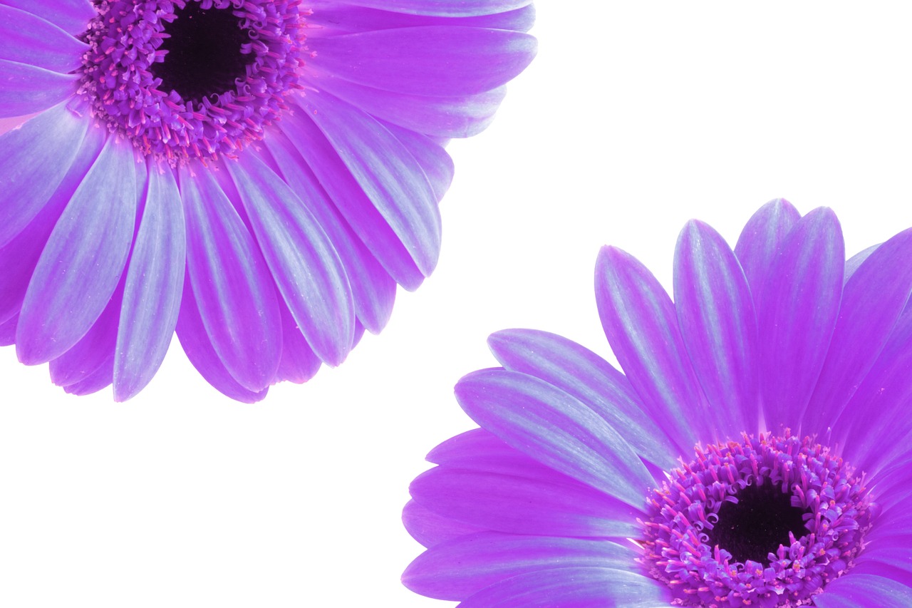 flowers, petals, purple, spring, nature, spring flower, plant, floral, summer, design, flower background, blossom, floral background, flowers bouquet, bouquet of flowers, spring background, flower wallpaper, bouquet, leaf, season, green, vintage flower, natural, garden, decoration, vintage, floral design, botanical, nature backgrounds, summer flowers, bloom, beautiful flowers, flower vector, white flower, vector flowers, lilac nature, lilac background, lilac spring, lilac flower, lilac summer, lilac garden, lilac plant, lilac leaf, lilac design, lilac vintage, lilac gardening, lilac vector, lilac leaves, lilac plants, lilac natural