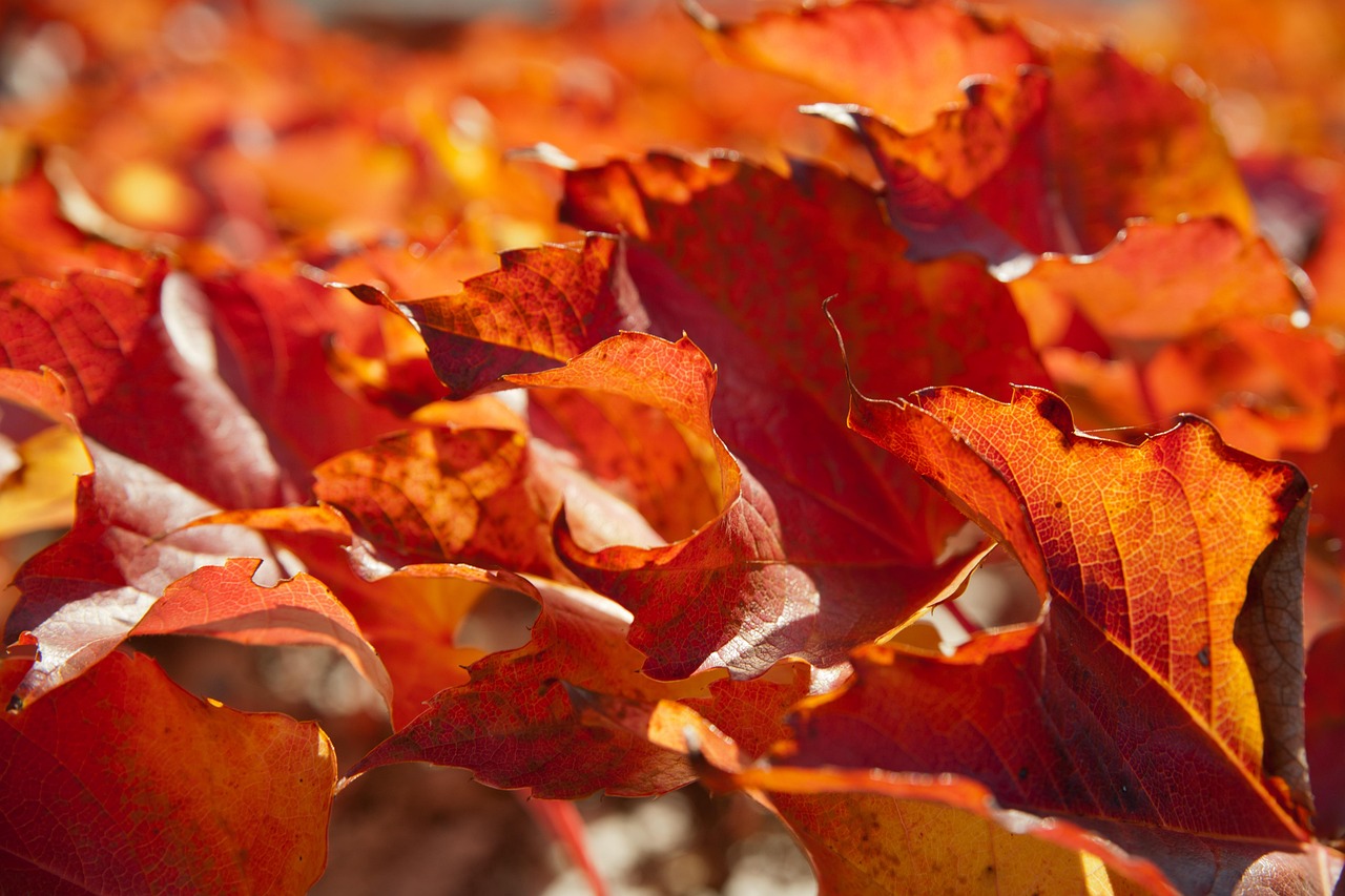 fall, sun, the shade, lichtspiel, leaf, tree leaf, close up, leaves, forest, light, sunny, mood, bright, autumn leaves, nature, red, maple branch