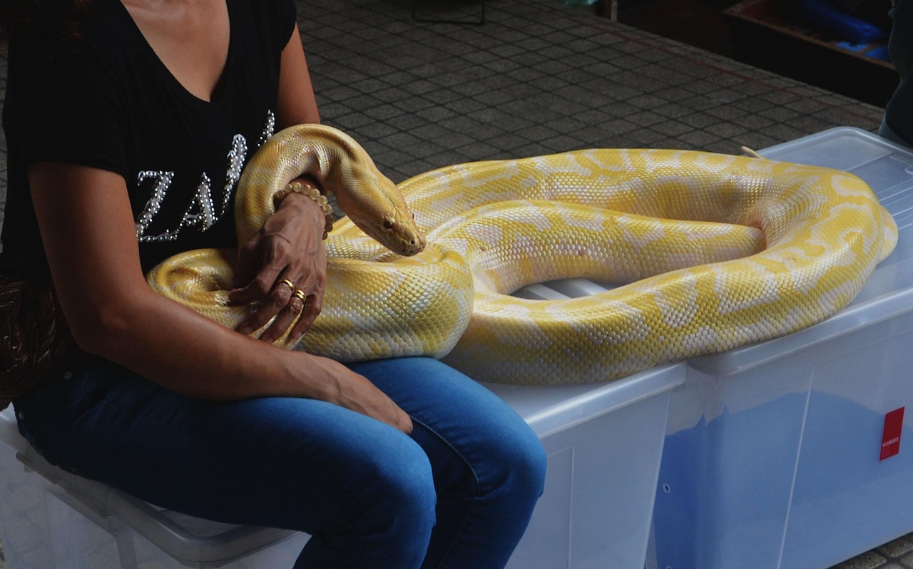 serpente, pitone, boa constrictor, rettile, animale, natura, animali selvatici, pelle, tropicale, selvaggio, pericoloso, esotico, predatore, vipera, pelle di serpente, struttura, serpente a sonagli, esotismo, lucertola, senza soluzione di continuità, camuffare, tailandia, bangkok, donna, nero, cobra, forma, passione, tentazione, signora, corpo, adulto, femmina, la forma del corpo