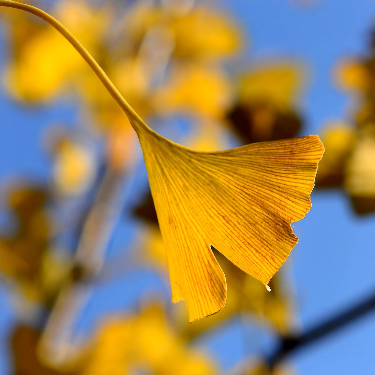 ginkgo im herbst, ginko, ginkgo biloba, herbstblatt, herbst, ginko, ginko, ginko, ginko, ginko