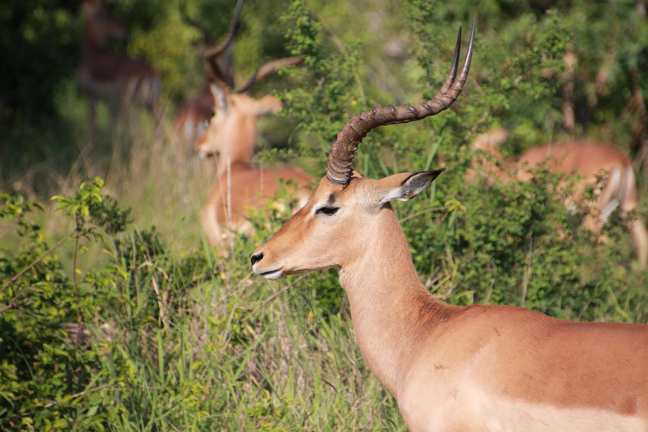 impala, kruger national park, αντιλόπη, άγριος