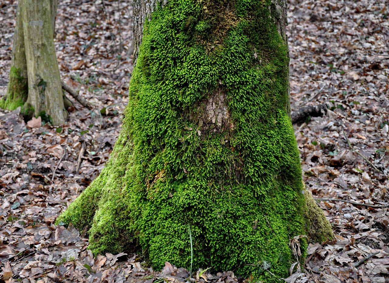 mossy tree trunk, green moss, nature