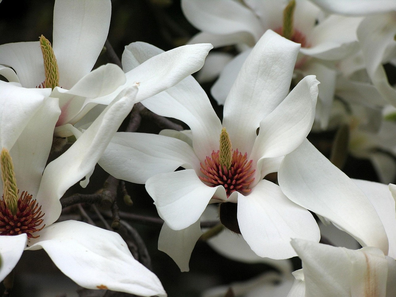 tulpenbaum, tulpenbaum blume, blumentapete, magnolia blumen, magnolie, blume, holz, schöne blumen, natur, blumen hintergrund, blüht auf, frühlingsblüte, frühling