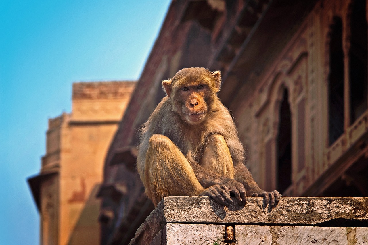 affe, indien, vrindavan, wild, reisen, natur, tier, asien, niedlich, hindu, mauer, gebäude, tempel, braun reise, braune gebäude, braune wand