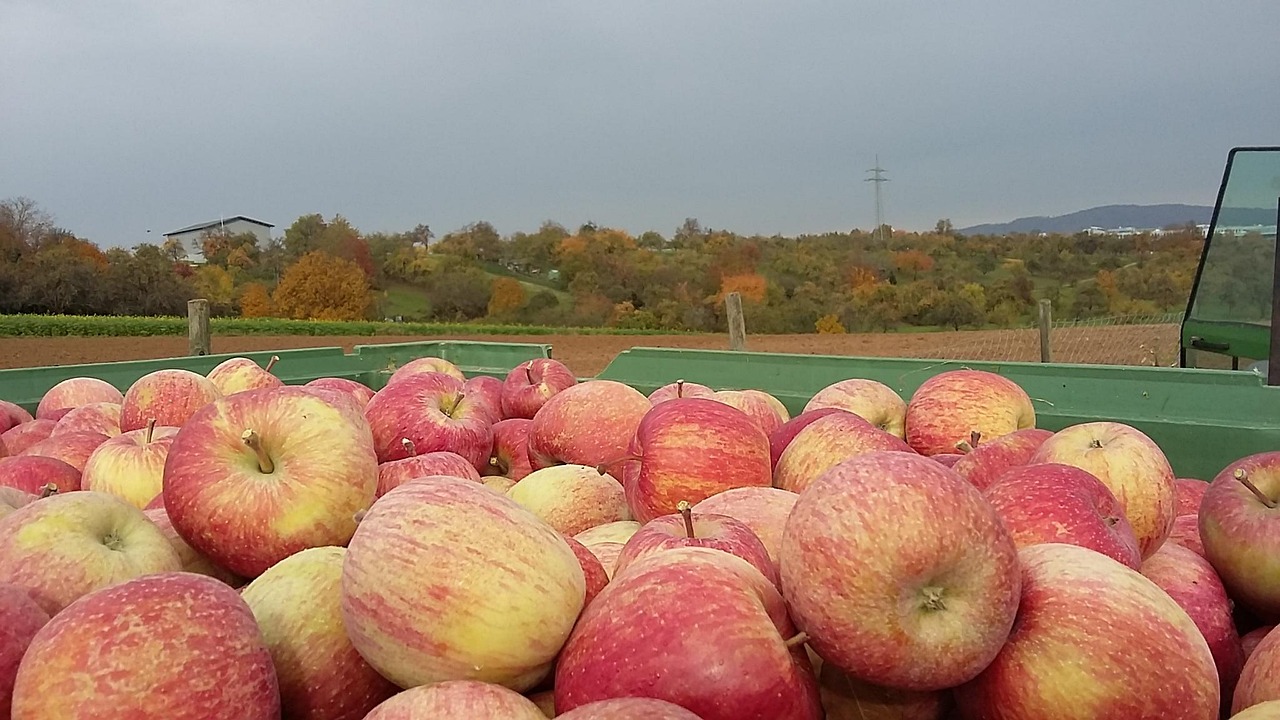 apple, fruit, harvest time, fresh, harvest, yield, fuji