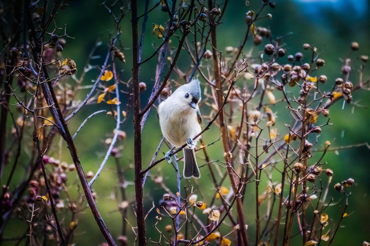 getuffte meise, vogel, natur, tierwelt, vogelkunde, fliegend, gefiedert, flügel