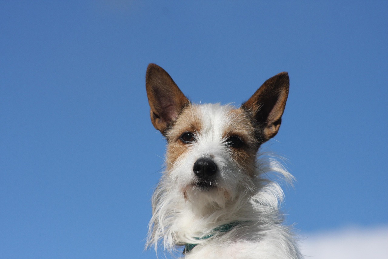 dog, pet, animal, podengo, nature, pets, pequeno, blue sky, profile pic