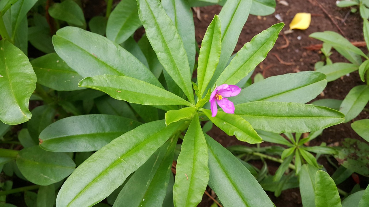 thai ginseng, ginseng, herb, green, vegetable, ginseng, ginseng, ginseng, ginseng, ginseng
