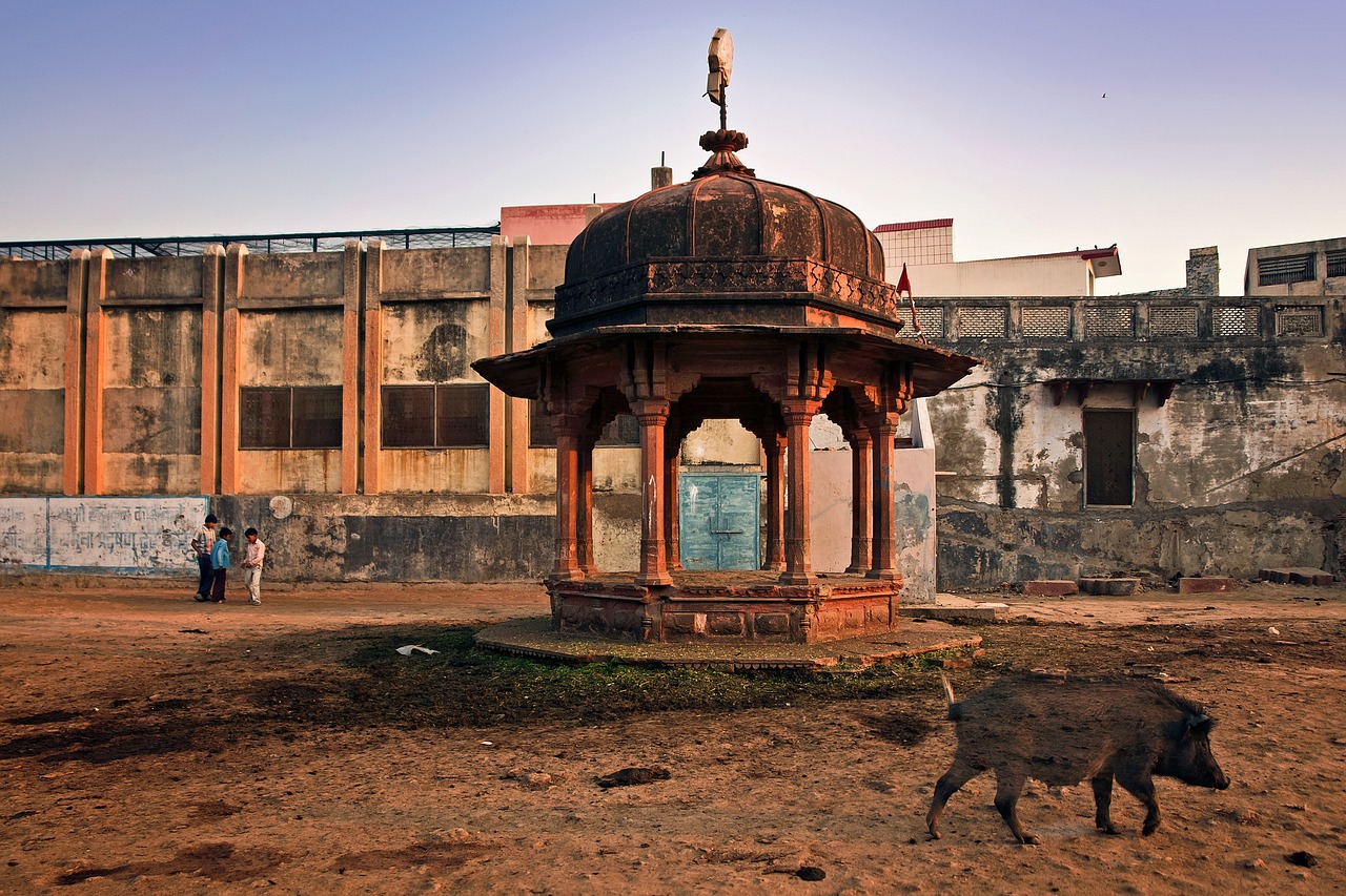 vrindavan, heilig, platz, indien, reisen, asien, hinduismus, krishna, straße, tier, vaishnava, architektur, natur, gebäude, vrndavana, kultur, vaisnava, schwein, kinder, hungrig, braune kultur