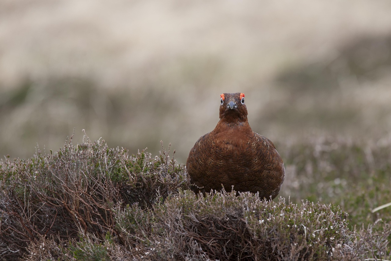 bird, grouse, nature, wildlife, game, brown gaming, brown game, brown games, grouse, grouse, grouse, grouse, grouse