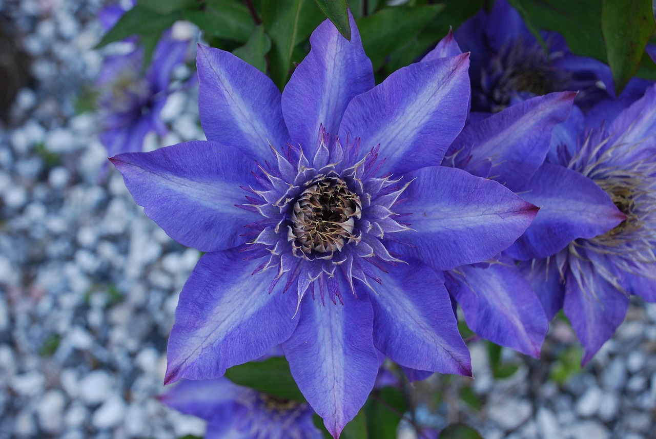 clematis, royalty, beautiful flowers, flower, blue, flower background, beautiful, flower wallpaper, leather flower, nature, blue petals