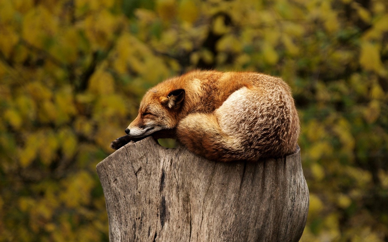 fox, sleeping, resting, relaxing, red, animal, wild, wildlife, nature, mammal, relaxed, asleep, omnivore, wild animal, wilderness, animal world, nature wallpaper, fox, fox, fox, fox, fox, relaxing, relaxing, animal, animal, animal, nature, nature, nature