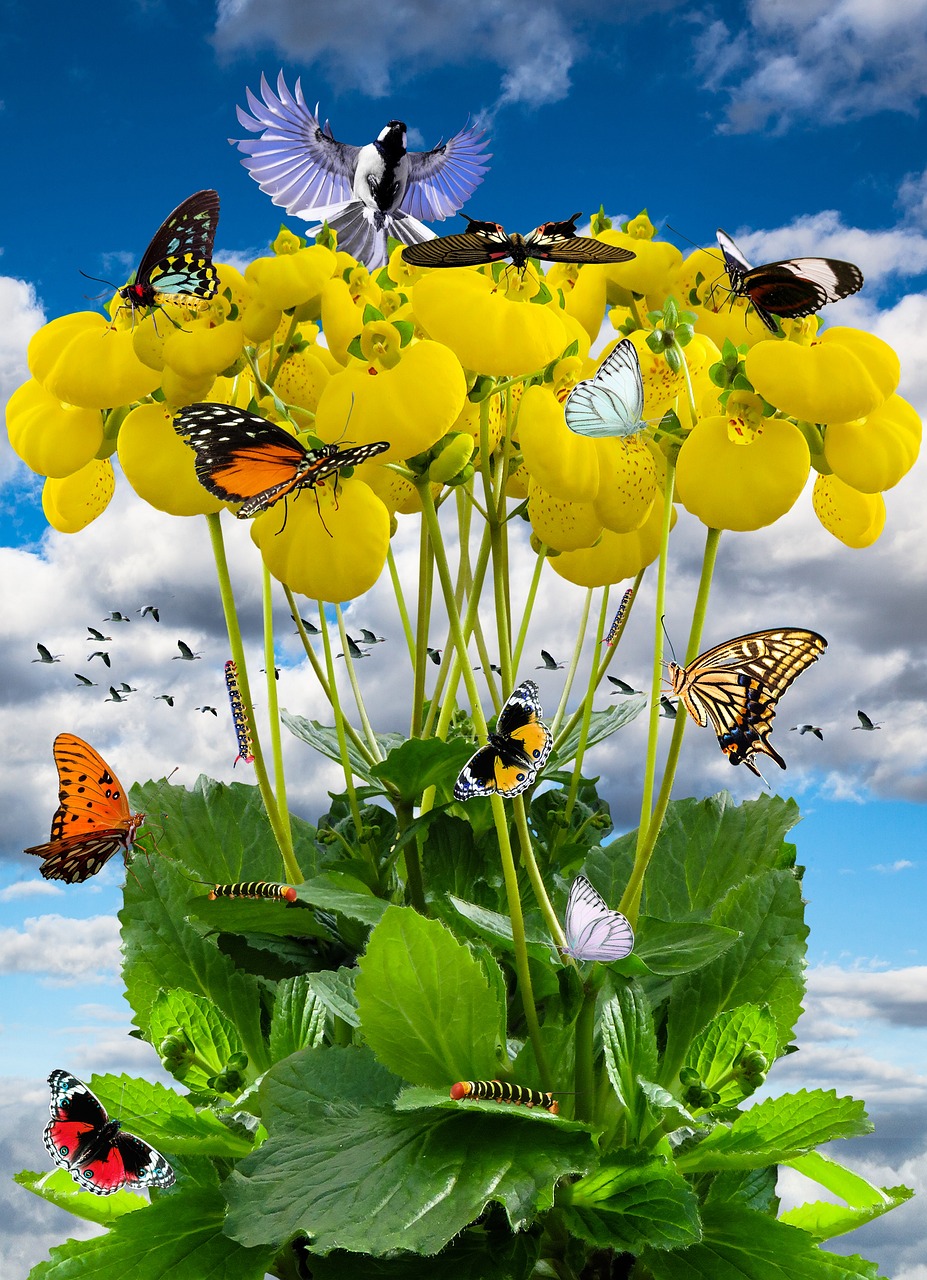 spring, spring meadow, flower, slipper flower, nature, yellow, bloom, butterfly, caterpillar, butterfly caterpillar, bird, goose, migratory bird, image montage, wolf down, nectar, flying
